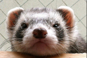 Ferreta je uspio ometati rad velikog hadronskog sudara Ferreta je uspio ometati rad velikog hadronskog sudara